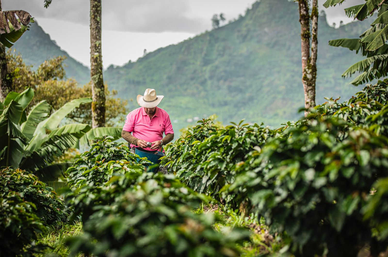 Así garantiza el modelo cooperativo colombiano la compra del café durante todo el año